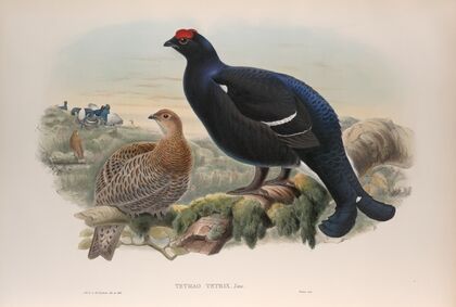 Tetrao tetrix. Blackcock. (1862-1873)