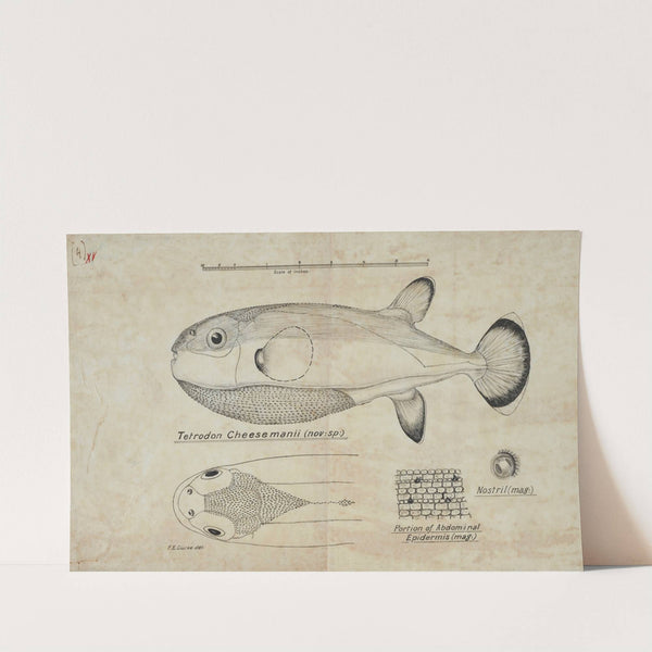 Tetraodon cheesmanii : Pufferfish by Frank Edward Clarke