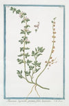 Teucrium Supinum, perenne, foliis laciniatis. (Germander)
