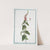 Teucrium tartaricum, foliis cordatis, crenatis, petiolatis, Spicis oblongis densissimis à doctissimo Wagnero acceptum - Teucrio rosse spicato. (Germander from Central Asia) by Giorgio Bonelli