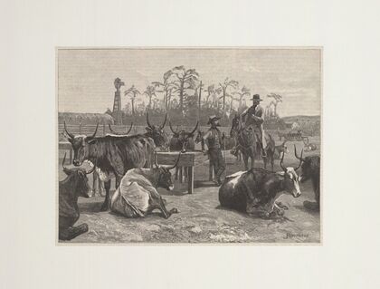 Texan cattle in Kansas corn corral (1888)