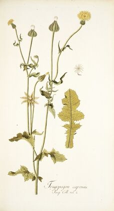 Thagopogon capensis
