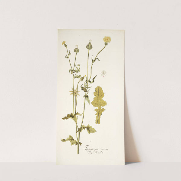 Thagopogon capensis (1781-1793) by Nikolaus Joseph Freiherr von Jacquin
