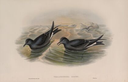 Thalassidroma Leachii. Forked-tailed Storm-Petrel. (1862-1873)