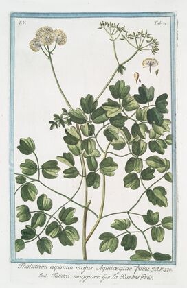 Thalictrum alpinum majus, Aquilcegiae foliis – Talittro maggiore – La rue des PrÃ©s. (Alpine Meadow-rue)