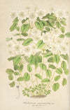 Thalictrum anemonoides