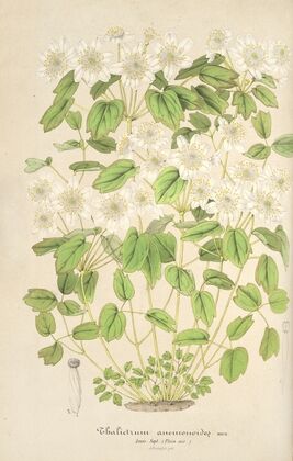 Thalictrum anemonoides
