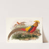 Thaumalea picta. (1872) by Joseph Smit