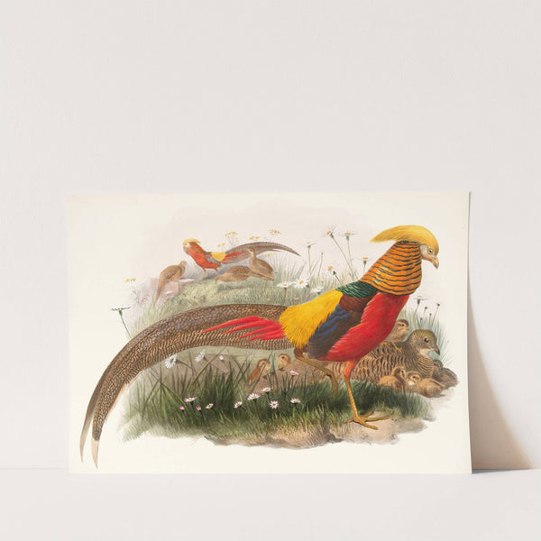 Thaumalea picta. (1872) by Joseph Smit