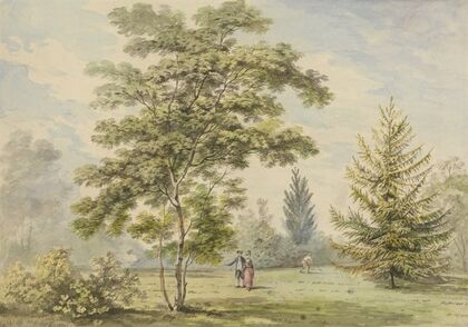 The Acacia Tree