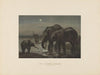 The African Elephant