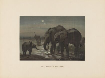 The African Elephant