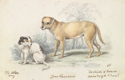 The Alco; Young, Carrier Dog of the Indians (1837)