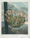 The Aloe.