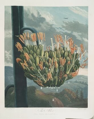 The Aloe.