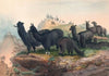 The Alpaca