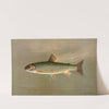 The American Brook Trout, Salvelinus fontinalis. by John L. Petrie