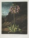 The American Cowslip