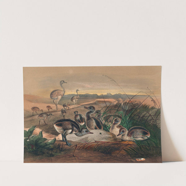 The American Rhea by Joseph Wolf