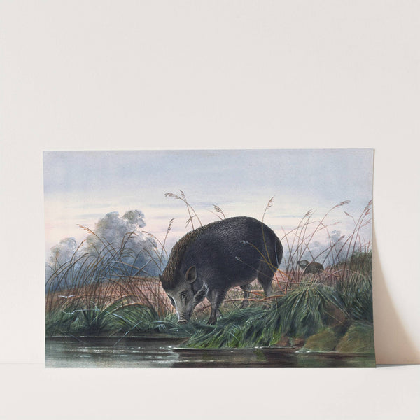 The Andaman Pig by Joseph Wolf