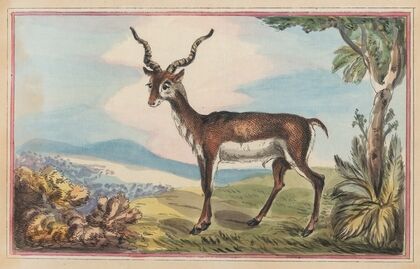 The Antelope (1787)