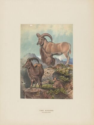 The Aoudad