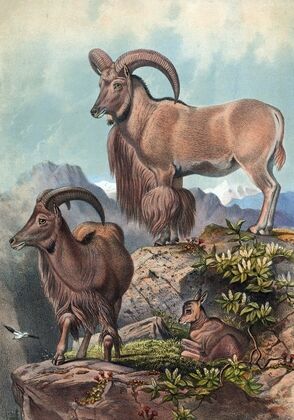 The Aoudad