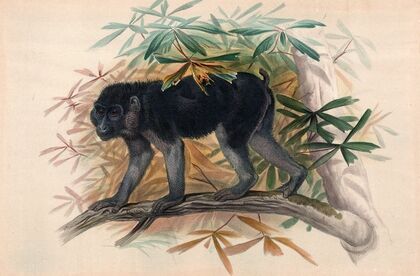 The Ashy-Black Ape