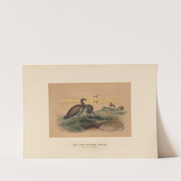 The Ashy-headed Goose by Joseph Wolf