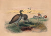 The Ashy-Headed Goose