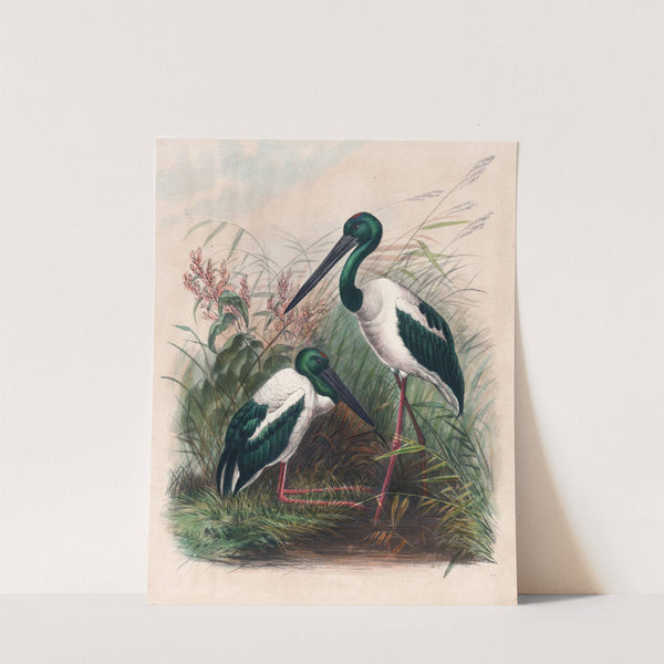 The Australian Mycteria by Joseph Wolf