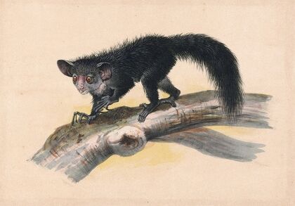 The Aye-Aye