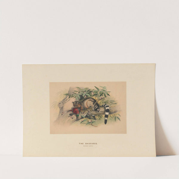 The Bassaris by Joseph Wolf