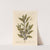 The bay tree by Elizabeth Blackwell
