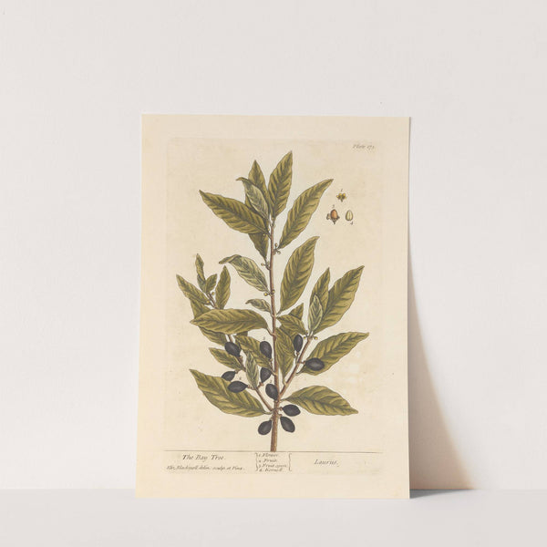 The bay tree by Elizabeth Blackwell