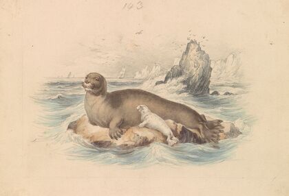 The Bearded Seal