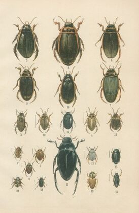 The beetles of Europe Pl.04