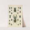 The beetles of Europe Pl.07 (1912) by Karl Neunzig