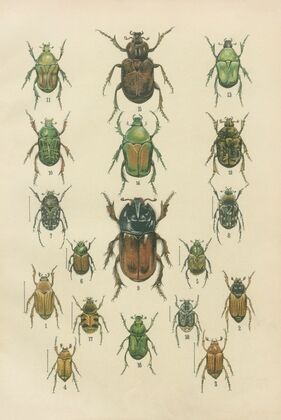 The beetles of Europe Pl.09