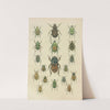 The beetles of Europe Pl.09 (1912) by Karl Neunzig