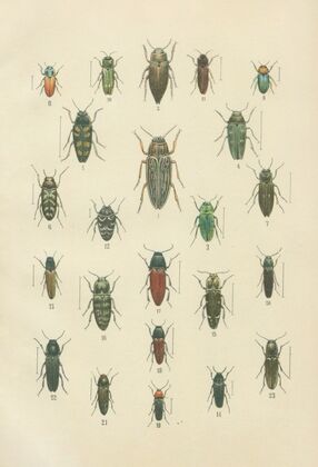 The beetles of Europe Pl.10