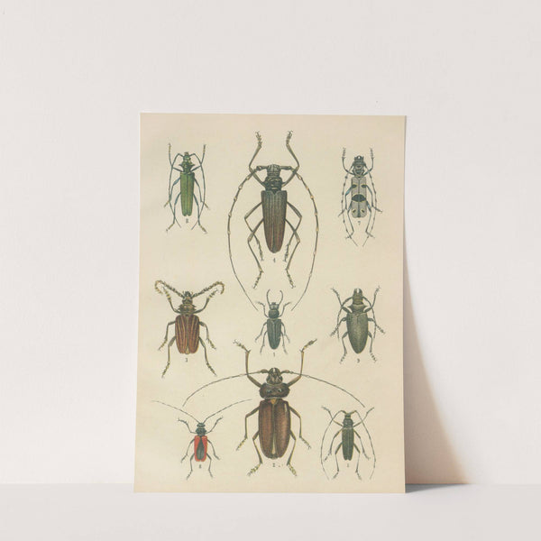 The beetles of Europe Pl.15 (1912) by Karl Neunzig