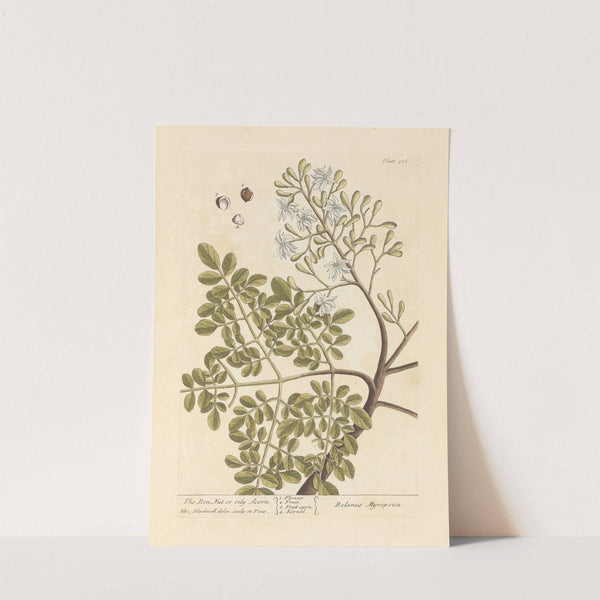 The ben nut or oily acorn by Elizabeth Blackwell