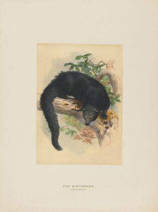 The Binturong