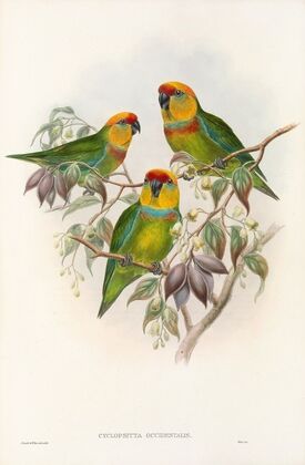 The Birds of New Guinea and the adjacent Papuan islands Pl.01