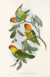 The Birds of New Guinea and the adjacent Papuan islands Pl.02