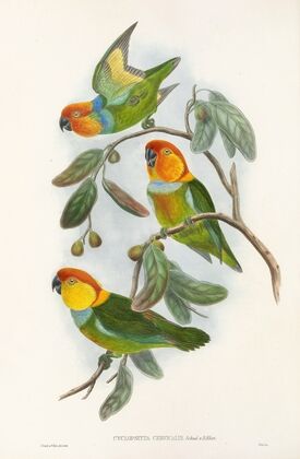 The Birds of New Guinea and the adjacent Papuan islands Pl.02