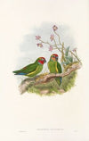 The Birds of New Guinea and the adjacent Papuan islands Pl.03