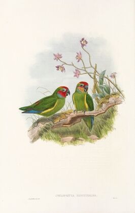 The Birds of New Guinea and the adjacent Papuan islands Pl.03