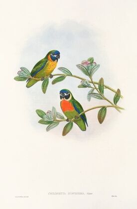 The Birds of New Guinea and the adjacent Papuan islands Pl.05